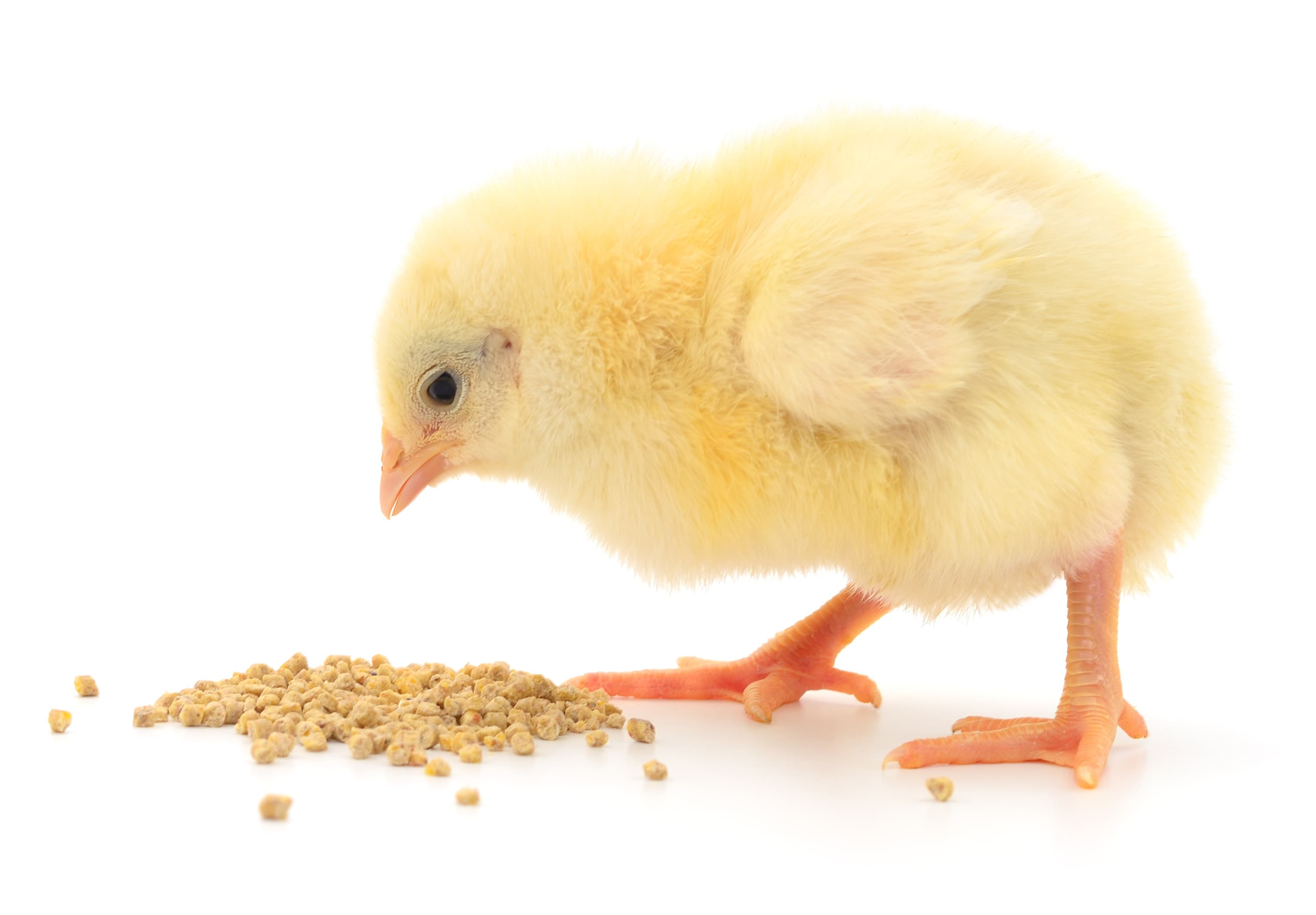 An LXP Farms broiler operation