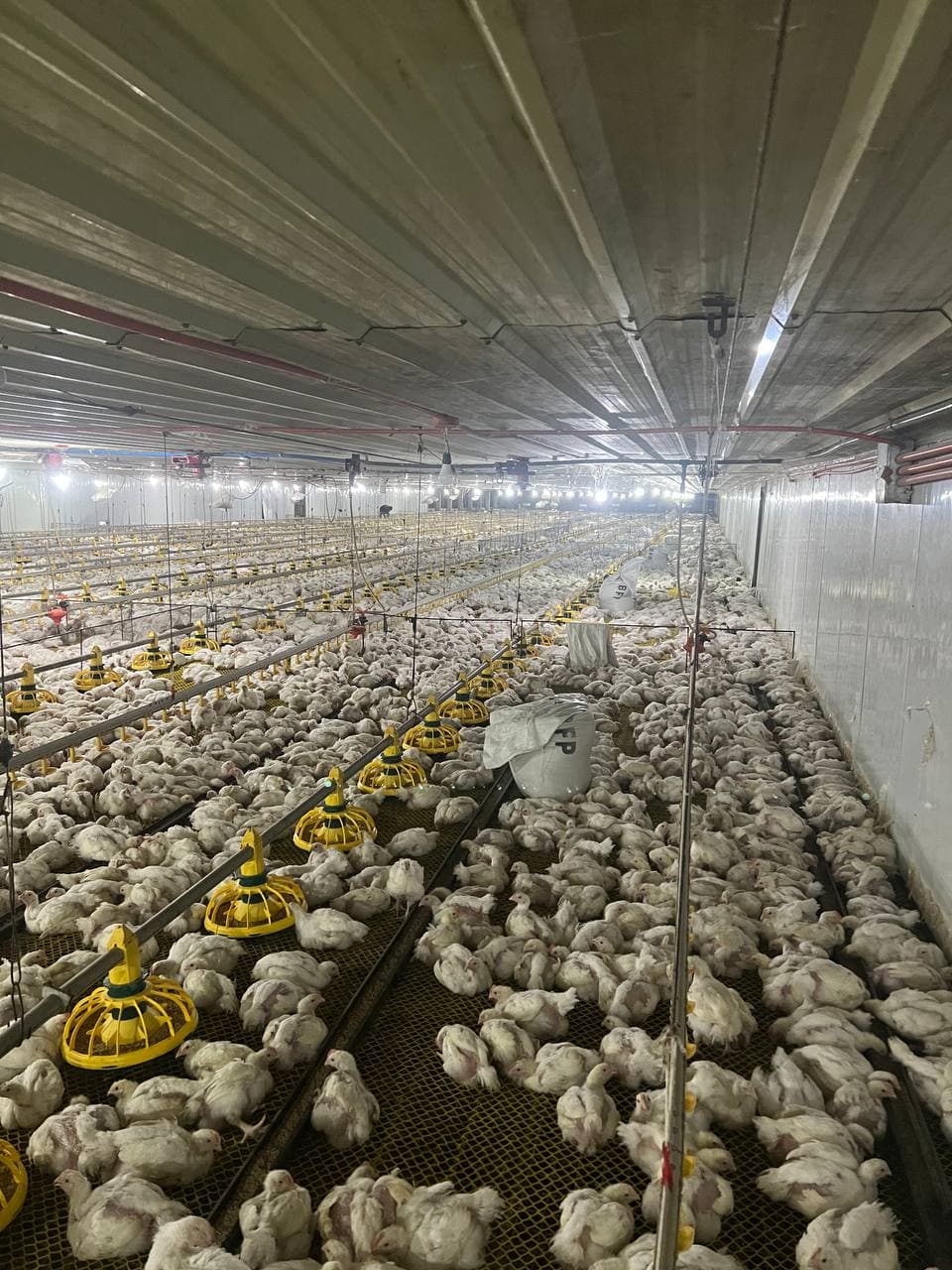 Climate-controlled tunnel-ventilated broiler house